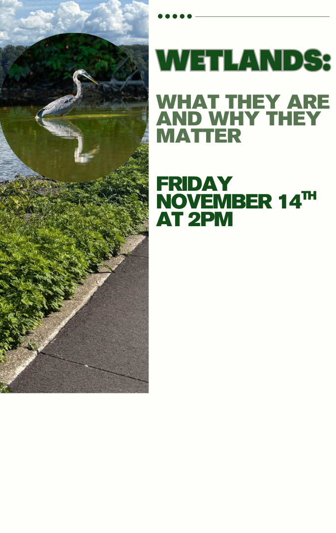 Ohio wetlands with a blue heron sitting in the water